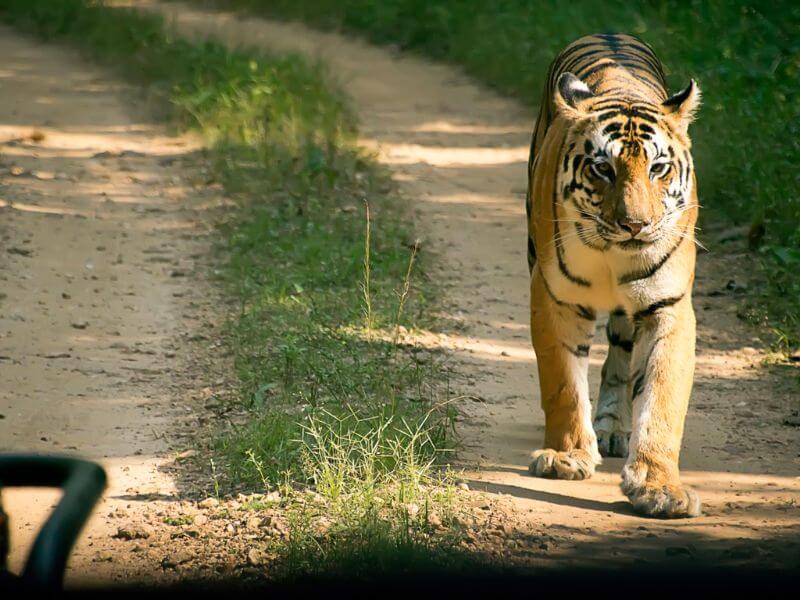 Tiger With Temples Tour